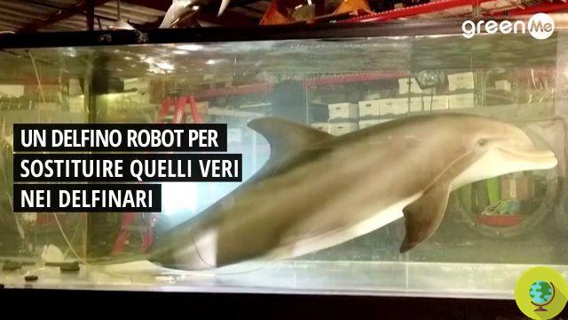 Um golfinho robô hiper-realista para se despedir da exploração em parques aquáticos [VIDEO]