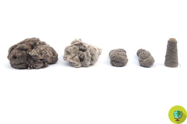 Sneature, zapatillas biodegradables hechas con micelio de hongos y pelo (perdido naturalmente) de perros