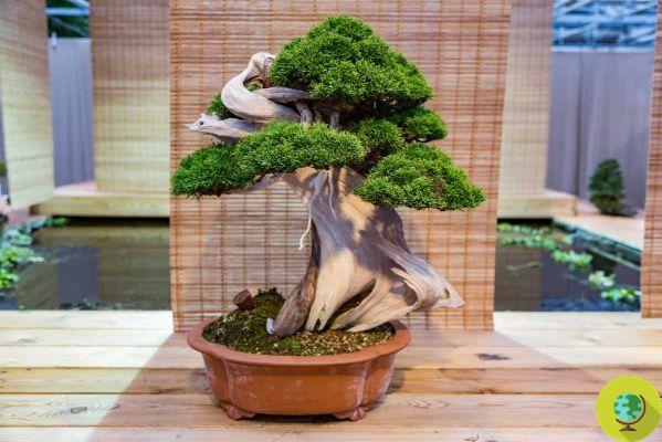 Cómo plantar y cuidar un bonsái desde cero