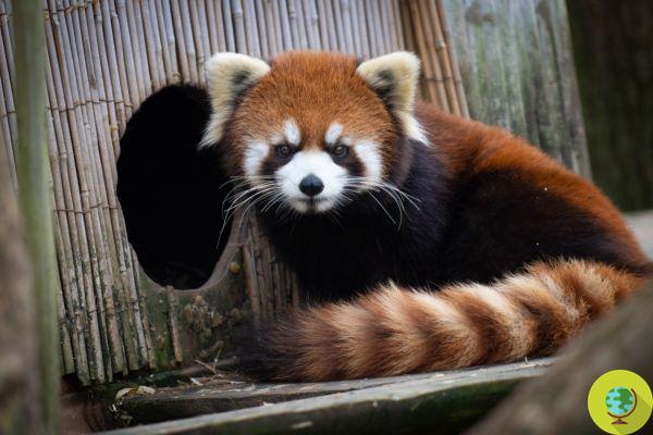 Kora, la panda roja que escapó del zoológico para disfrutar de la libertad