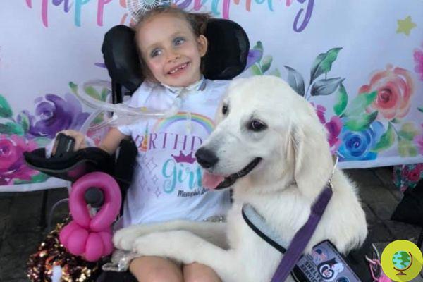 Cette petite fille paralysée a rencontré un chien Golden Retriever qui a changé sa vie
