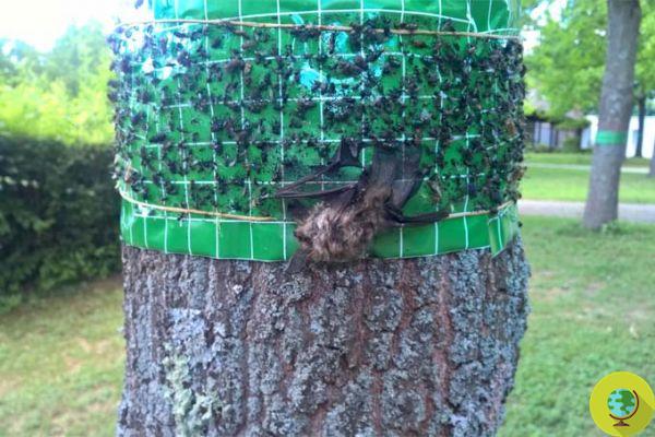 Las trampas de pegamento para procesionarias están matando murciélagos en peligro de extinción