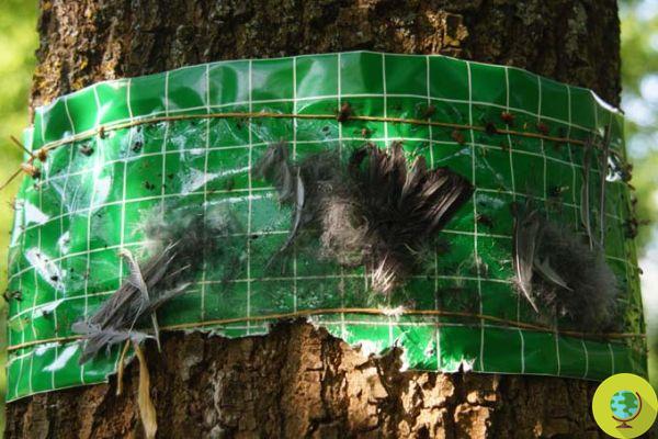 Armadilhas de cola para processionárias estão matando morcegos ameaçados de extinção