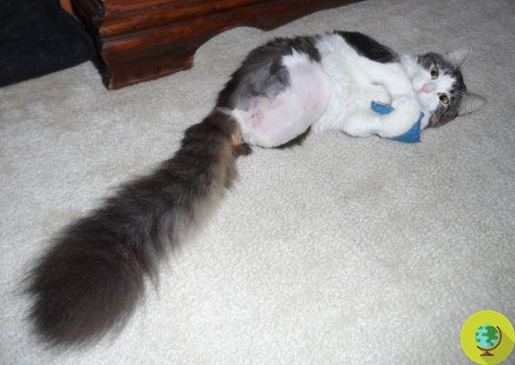 Anakin, the kitten with only two legs that moved the web (video)