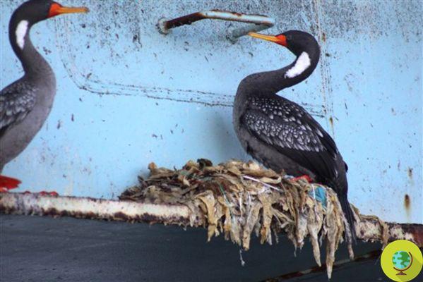 En las costas de Chile, las aves construyen sus nidos con nuestros desechos plásticos