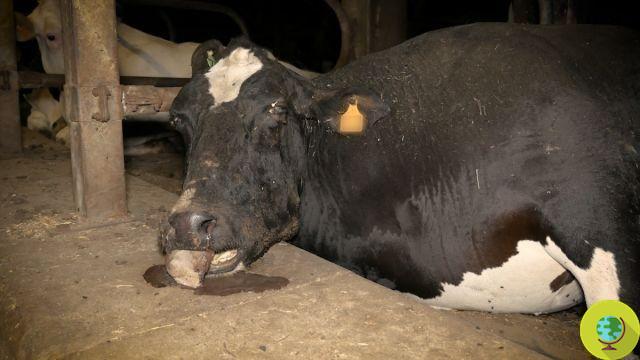 The suffering behind a glass of milk revealed: cows infested with worms, wounds and left in the excrement