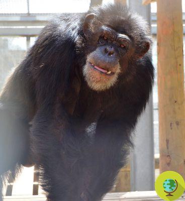 De los talleres a la libertad: la nueva vida de 110 chimpancés 