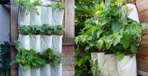 Vegetable garden on the balcony: the 10 most original and creative ideas