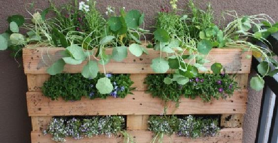 Vegetable garden on the balcony: the 10 most original and creative ideas