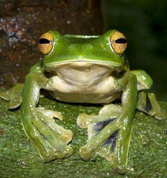 Rhacophorus helenae: a new species of flying frog in Vietnam