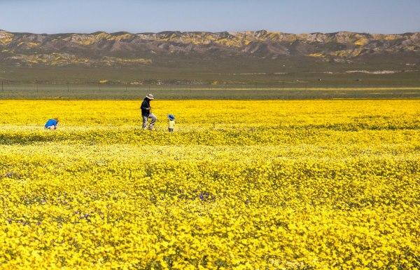 Nature defeats drought: the wonderful bloom in California (PHOTO)