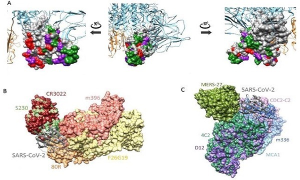 Coronavírus: anticorpos que neutralizam o Sars-Cov-2 descobertos por pesquisadores da Coreia do Sul