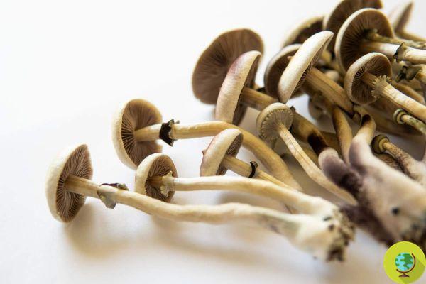 Psilocibina, confirmou o poder antidepressivo do ingrediente ativo dos cogumelos mágicos