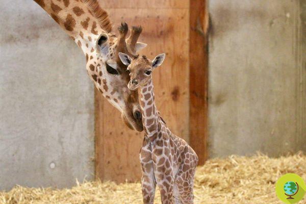 The baby giraffe who died at the zoo a few days after his birth (without ever having known the savannah)