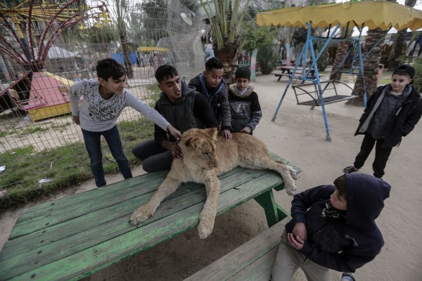 This zoo has amputated the claws of a lioness to play with children