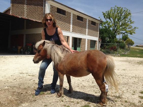 Carolina, le poney sans pattes qui vit heureux grâce à une prothèse (VIDEO)