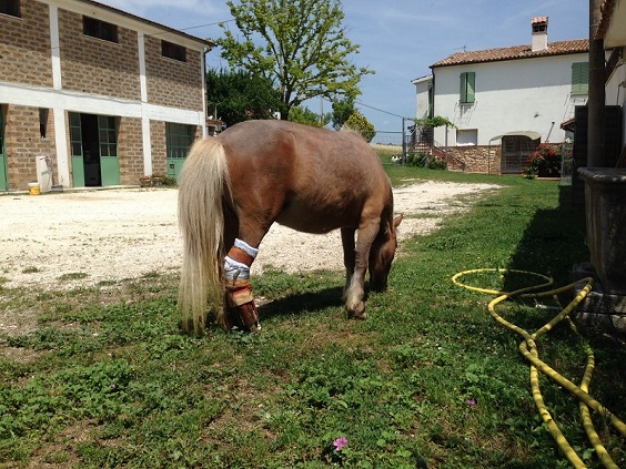 Carolina, the legless pony who lives happily thanks to a prosthesis (VIDEO)