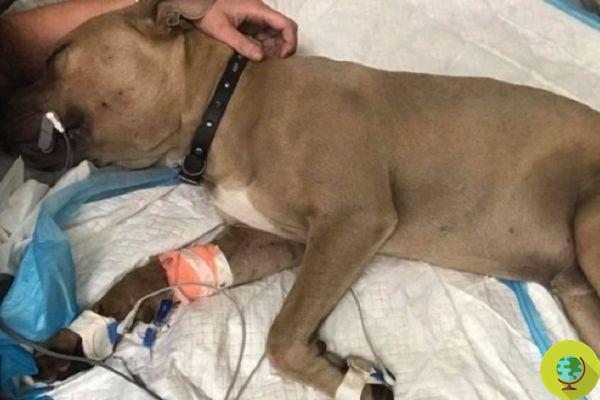 Zeus, the pit bull hero who died to save two children from a poisonous snake