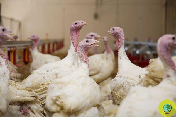 Massacre of turkeys: Joaquin Phoenix and Billie Eilish ask Biden to transfer those rescued to a sanctuary