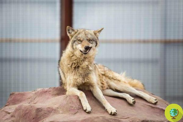 El zoo sueco que acabará con todos sus lobos