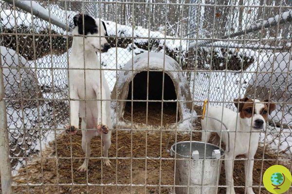 Resgate dezenas de Jack Russell Terriers de uma fazenda de horrores, onde os filhotes foram mutilados e deixados no frio
