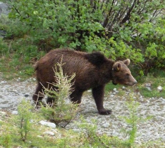 O urso M13 cruza para a Suíça. Uma petição e uma página no Facebook para salvá-lo.