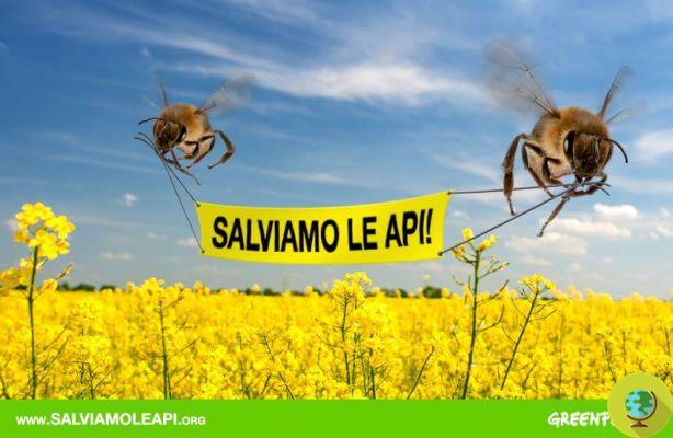 Pesticides killer of bees, Europe towards a ban