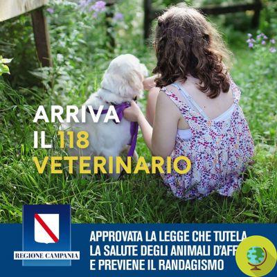 En Campanie, le premier «118 vétérinaire»: la salle d'urgence pour les animaux «sans propriétaire» ouvre en janvier