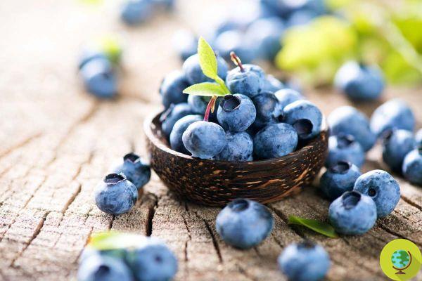 Long live the blueberries, the fruits that fight infections
