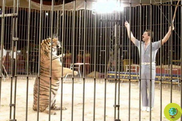 Madrid también prohíbe el uso de animales salvajes en los circos. Prohibición desde abril de 2020
