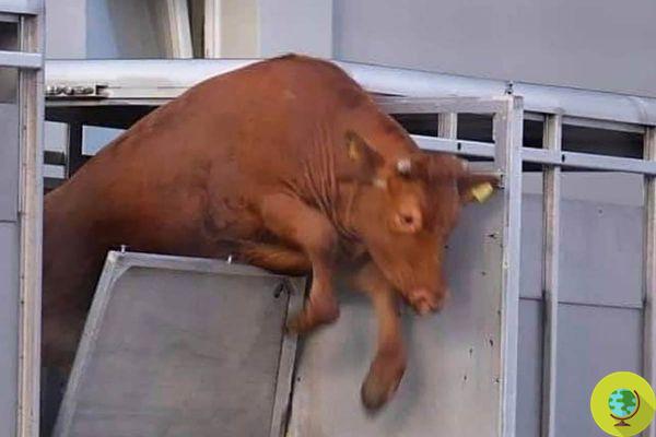 Vaca se escapa del camión que la lleva al matadero y es 