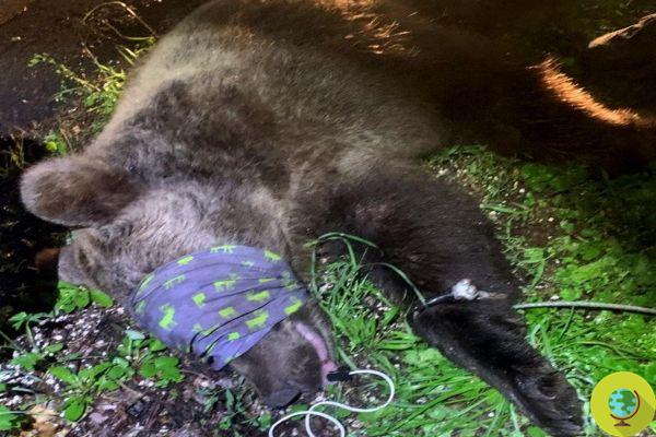 Bear captured in Trentino after attacking a man: drugged and transferred to the Casteller, in the Papillon enclosure