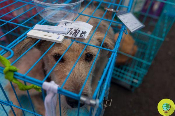 Cães e gatos pela primeira vez removidos da lista de animais comestíveis na China. Os dias do Festival de Yulin estão contados