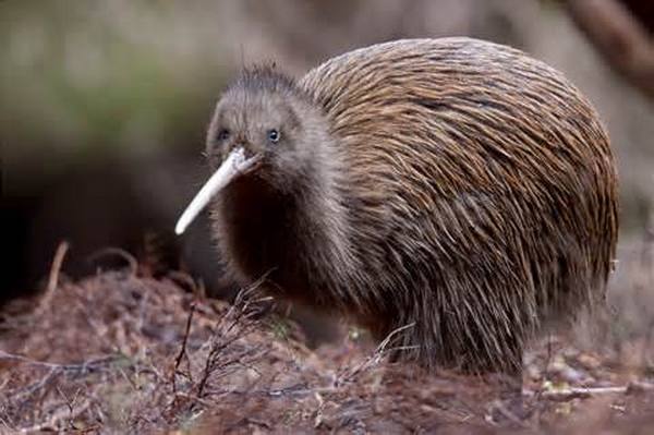 Kiwi : 20 choses à savoir sur l'animal emblématique de la Nouvelle-Zélande