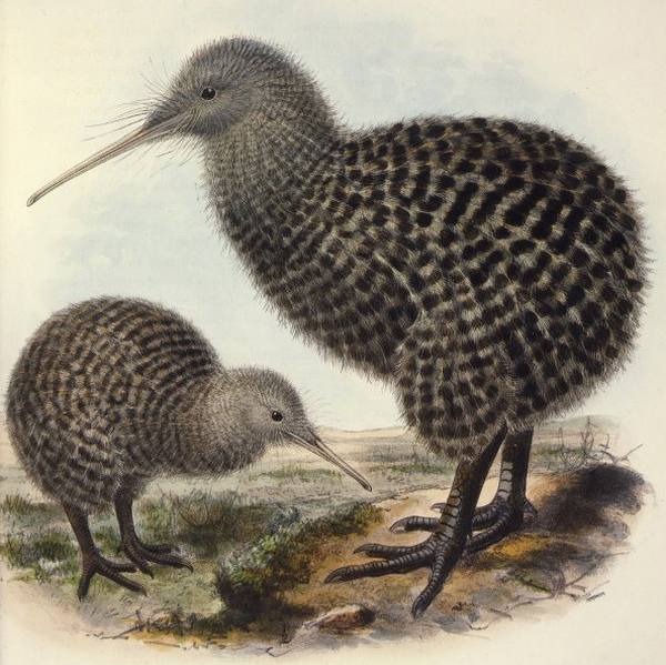 Kiwi: 20 things to know about New Zealand's iconic animal