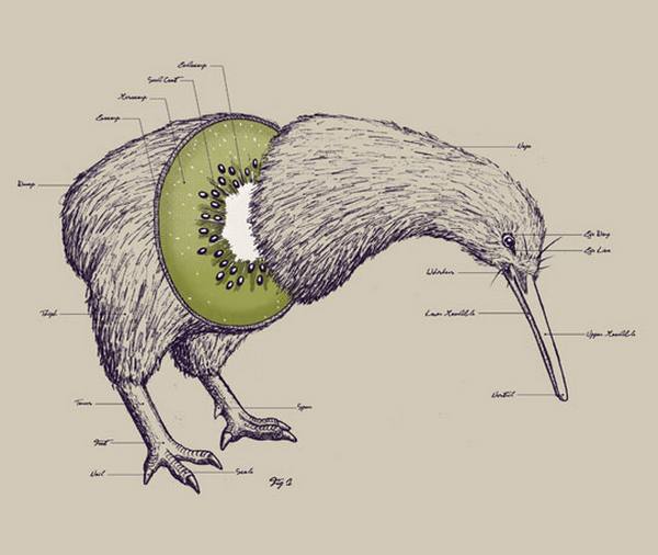 Kiwi : 20 choses à savoir sur l'animal emblématique de la Nouvelle-Zélande