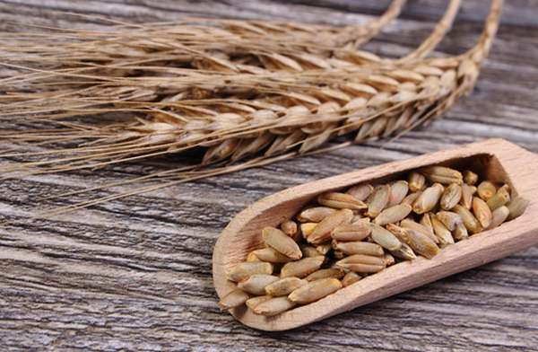 Rye: properties, calories and nutritional values
