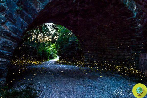 Las luciérnagas transforman este túnel de Trieste en un bosque encantado
