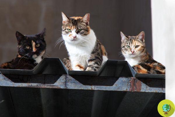 1.000 gatos callejeros han sido liberados en las calles de Chicago para combatir el problema de las ratas