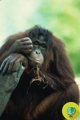 Na África, 25 espécies de macacos e primatas correm risco de extinção