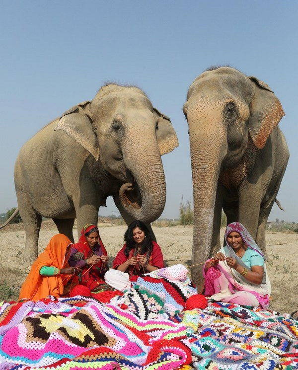 Mujeres indias que crean suéteres para proteger a los elefantes del frío anormal (FOTO)