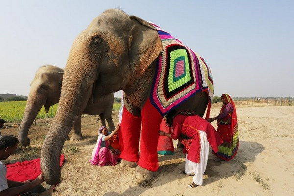 Mulheres indianas que criam suéteres para proteger elefantes do frio anormal (FOTO)