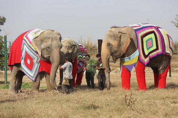 Mujeres indias que crean suéteres para proteger a los elefantes del frío anormal (FOTO)