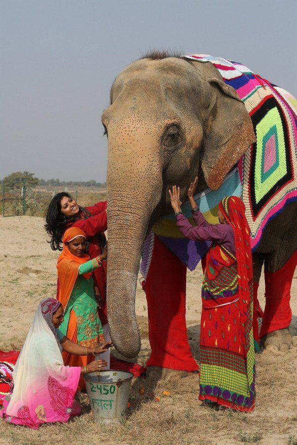Mulheres indianas que criam suéteres para proteger elefantes do frio anormal (FOTO)