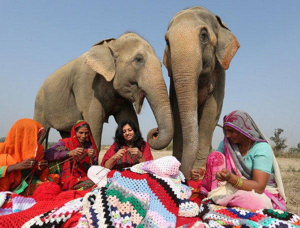 Indian women who create sweaters to protect elephants from abnormal cold (PHOTO)