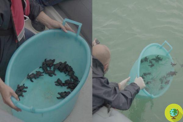 Os filhotes de tartaruga Pesaro salvos da tempestade e os filhos de Luciana nasceram: 32 deles já estão no mar