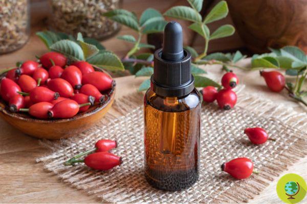 Rosehip, the precious ally to raise the immune defenses, even of children. Uses and dosage