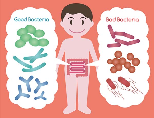 How to rebalance the intestinal bacterial flora