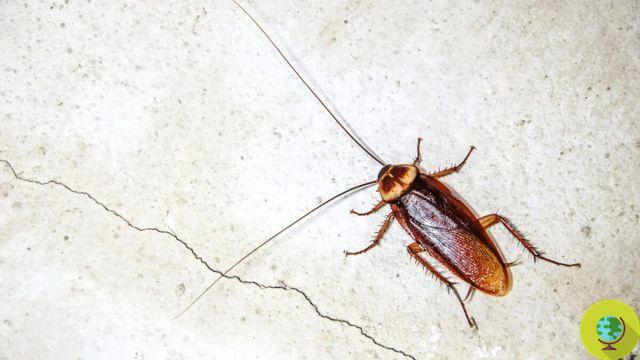Las cucarachas se vuelven invencibles: resisten los insecticidas