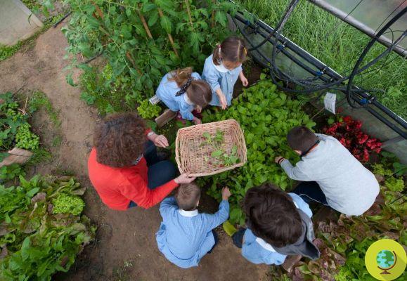 Horta escolar: os vegetais são cultivados entre as carteiras escolares